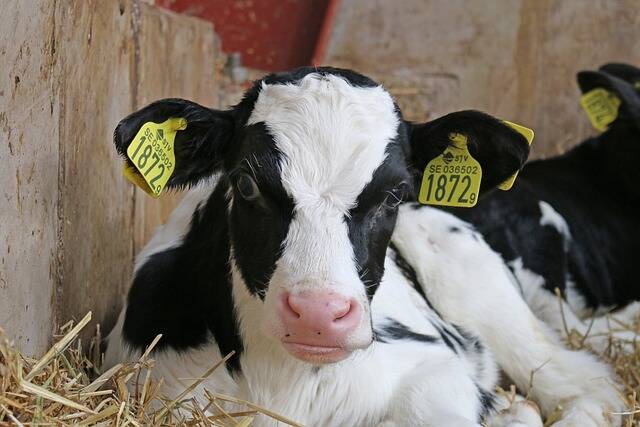 Strijd tegen dierenmishandeling