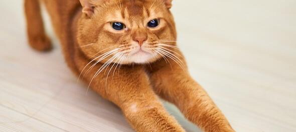 Katten stelen en een huis beschadigen: wat zijn de gevolgen?