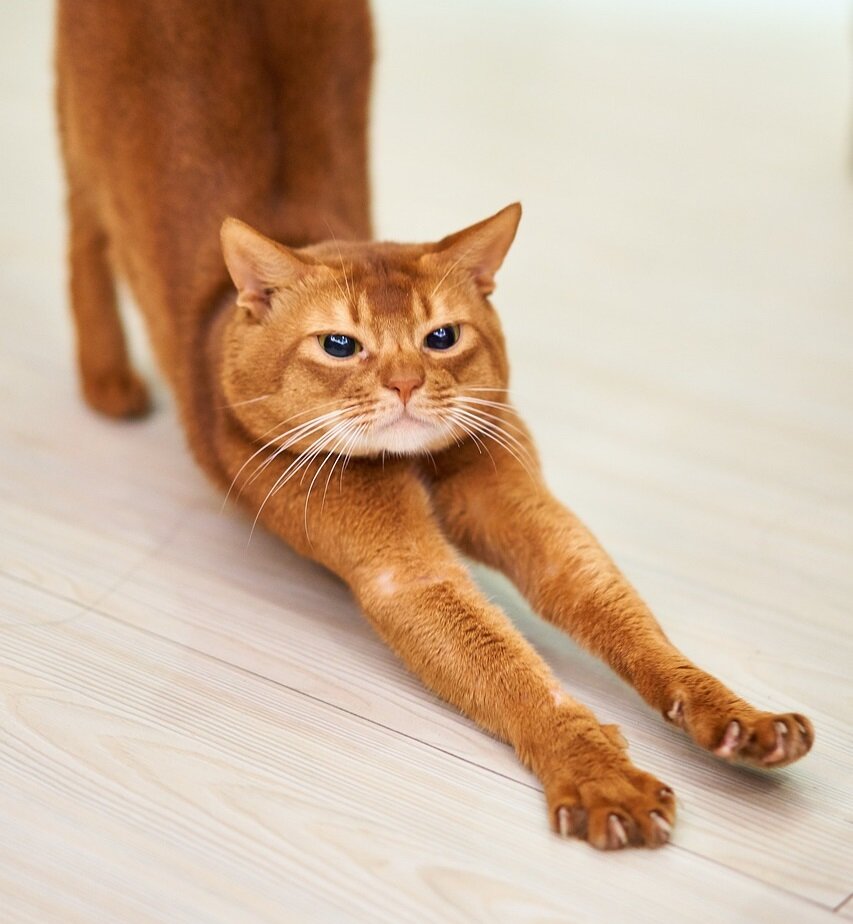 Katten stelen en een huis beschadigen: wat zijn de gevolgen?